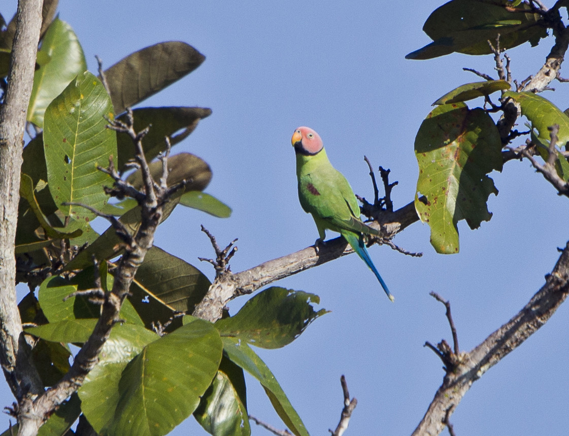image Blossom-headed Parakeet